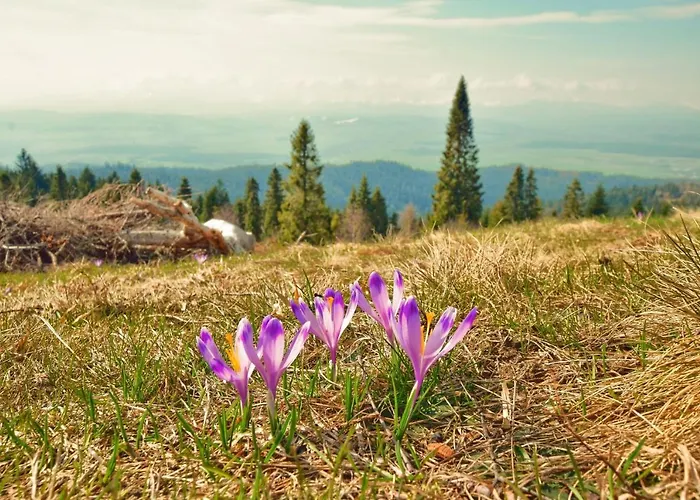 Osada Pod Turbaczem Nowy Targ
